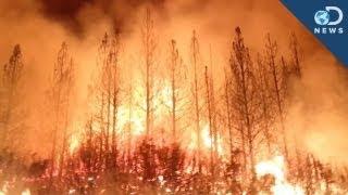 Should We Control Wildfires?