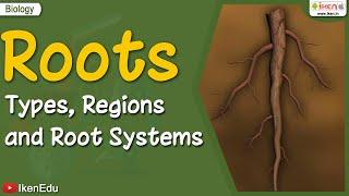 Roots Types Regions Root Systems  Biology  iKen  iKenEdu  iKenApp