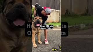 Anjing Rp.200 Juta