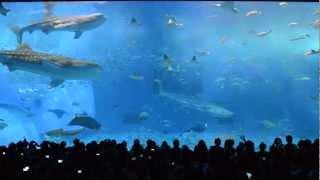 130317《沖繩美麗海水族館鯨鯊餵食秀》
