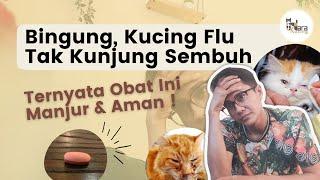 OBAT UNTUK KUCING FLU MEMBANDEL