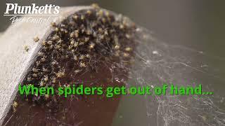 How to Get Rid of a Spider Infestation  Plunketts Pest Control