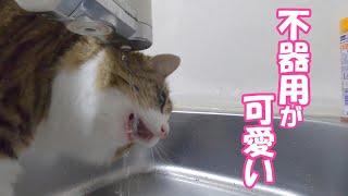 水道水の飲み方が上達しない猫を応援したくなる動画【保護猫／ダックス】