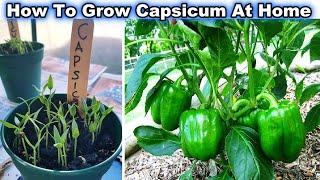 Easiest & Fastest way to grow Bell PepperCapsicum शिमलामिर्च from Fresh Seeds at Home