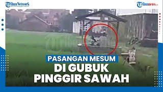 Sepasang Kekasih Mesum di Gubuk Pinggir Sawah Pekalongan Viral Tetep Cuek Ditegur Warga