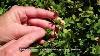 Boxwood Issues and Treatments