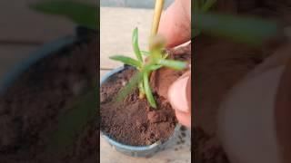 We grow a Portulaca by unique way or technique #garden