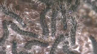 Eastern tent caterpillars hatching 2023