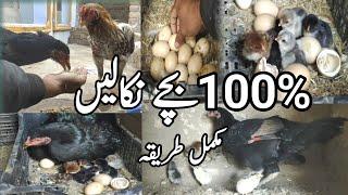 murgi k ando sy bachy kaisy nikalain Hen chicken  egg hatching  hen chicken