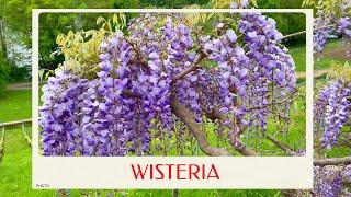 calm journey into the realm of wisteria flowers beauty of spring virtual tour