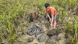 Khai boy catch fish in the dry season snakeheads and turtles hide under the mud.