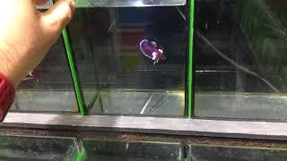 Betta shop in Thailand