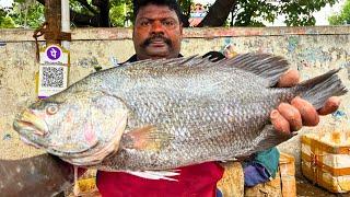 KASIMEDU  SPEED SELVAM  BLACK KODUVA FISH CUTTING VIDEO  IN KASIMEDU  FF CUTTING 