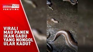 Penampakan Ular Kadut di Kolam Ikan Gabus  Viral - MPP 10 Februari 22