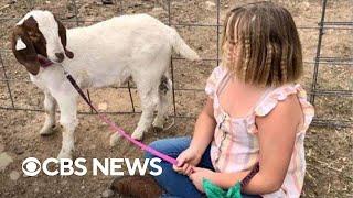 Family sues after 9-year-old girls goat is slaughtered
