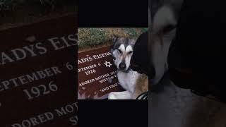 Dog crying at her owners grave