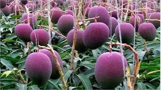 Worlds Most Expensive Mango - Awesome Japan Agriculture Technology Farm