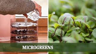 Gesunde Ernährung aus eigener Hand Microgreens zu Hause ziehen