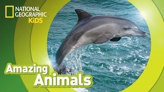 Bottlenose Dolphin   Amazing Animals