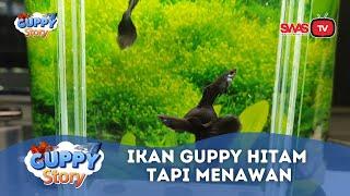 Rahasia Tersembunyi Ikan Guppy Black Moscow yang Belum Pernah Terungkap GUPPY STORY