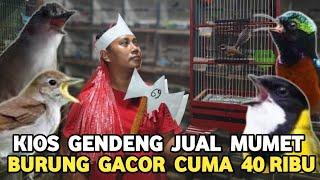 DULU JUTAAN SEKARANG 50RB BURUNG GACOR CUMA 40 RIBU WAMBI AJA LEWAT.. PASAR BURUNG PRAMUKA