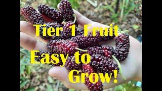 What are the Top 10 Fruit Trees to grow during a food crisis? START HERE with Tier 1 fruit trees