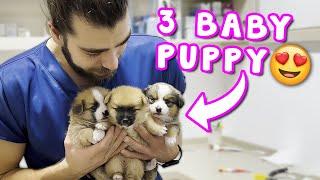 25 Days Old Puppies   Cute Puppy Videos 