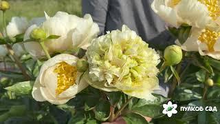 Quitzin peony. Квитцин пион. Пулков сад