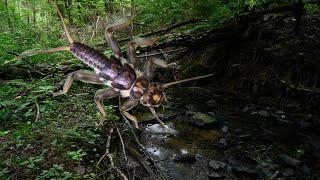 Pills of entomology big stonefly