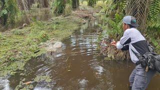 HUNTING BIG SNAKEFISH DURING THE RAINY SEASON  FARMERS STRUGGLE TO SAVE SPARKLE FISH