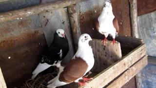 my short beak pigeons