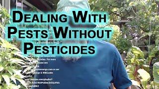 How I Control Pests in My Garden Dealing With Bugs Without Pesticides