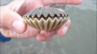 Scallop flipping over