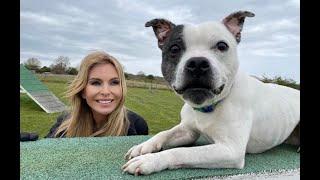 THE STAFFORDSHIRE BULL TERRIER - FIGHTING DOG TO CHAMPION?