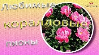 Любимые коралловые пионы  Сад Ворошиловой