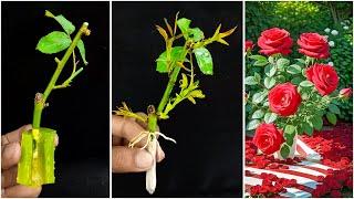 Grow Roses From Cutting In Water  How To Propagate Roses Plants From Cutting In Water