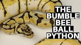 Morph Guide #9 The Bumble Bee Ball Python - Benjamins Exotics