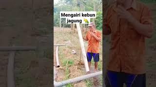 Cara mengairi kebun jagung  ditanah yang kering #hidupdidesa #keindahanalam #pesonaalamdesaku