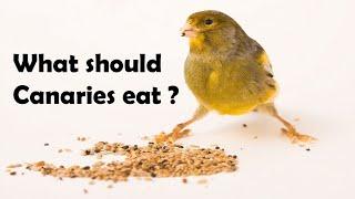 What should we feed Canaries ?