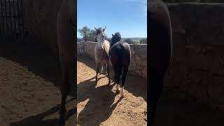 ¿Si o no? Ellas siempre tan indecisas. Play Horse and mare. Caballo y yegua.first time