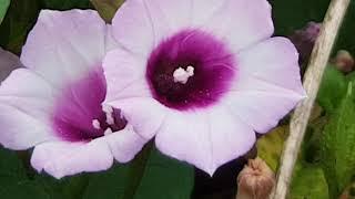 Trumpet with purple flowers in Jeju     제주도에 있는 보라색 나팔 꽃   済州島にある紫があるトランペットの花