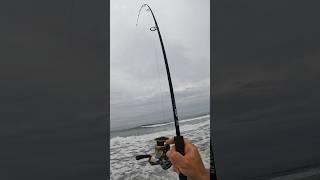 Surf Fishing with Fish Bites