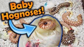 Baby Toffee Hognose Snakes Hatching