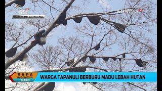 Miliki Nilai Jual Tinggi Warga Tapanuli Selatan Berburu Madu Lebah Hutan