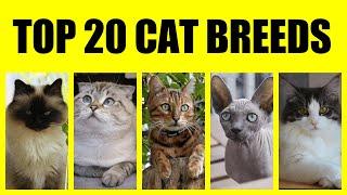Top 20 CAT Breeds  Most Popular Cat Breeds in the World  Best Cats  Domestic Cats