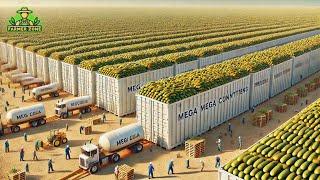 Cucumber Pickles Mega Factory Processing Millions of Cucumbers for Pickles