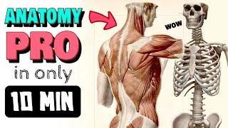  FULL BODY ANATOMY CRASH COURSE for artists