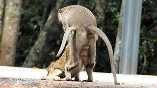 OMG What He Doing On The Street - Monkey Forest Of Angkor Wat Temple