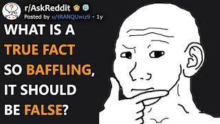 What Is A True Fact So Baffling It Should Be False? rAskReddit