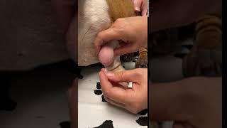 Lipoma in Dogs Fine Needle Aspiration by a Veterinarian